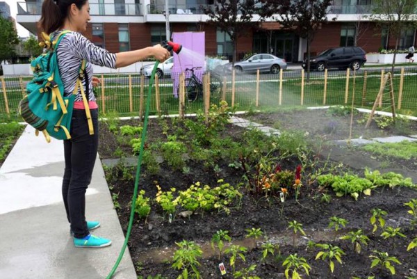 George Brown student watering the young plants with a water pipe in the park