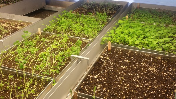 Image of a herb garden being grown in large trays stacked in a room