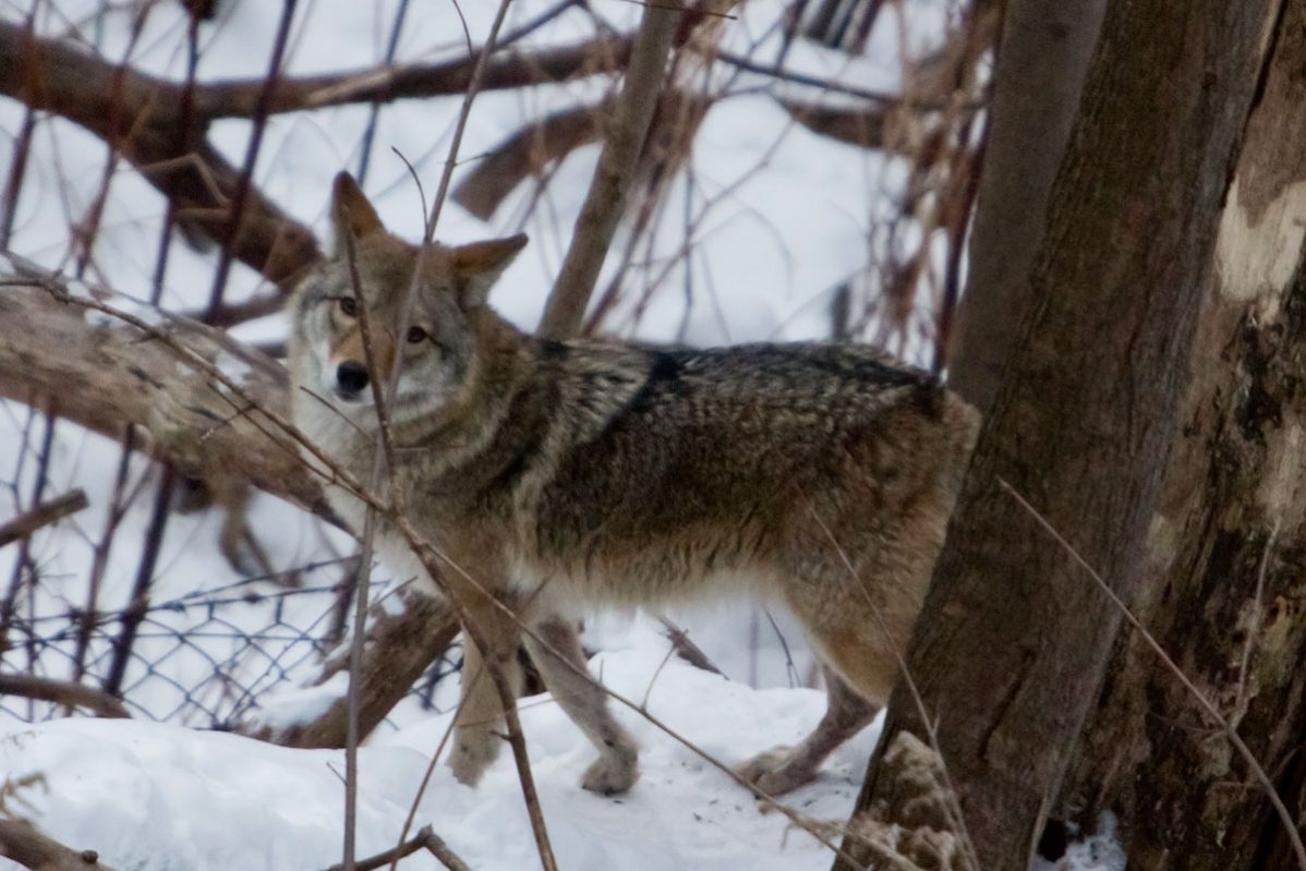 A coyote spotted in Neville Park. Photo: George Socka / Toronto Neville Parkcoyote eying breakfast