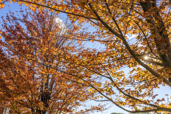 The Goldilocks of seasons
